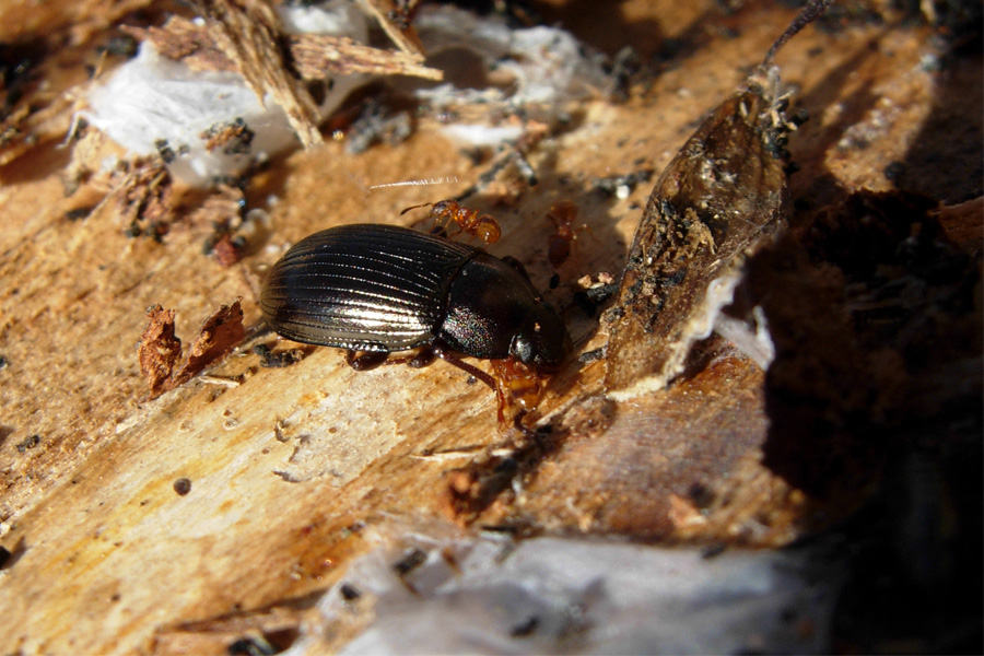 Carabidae: crux et delitia...